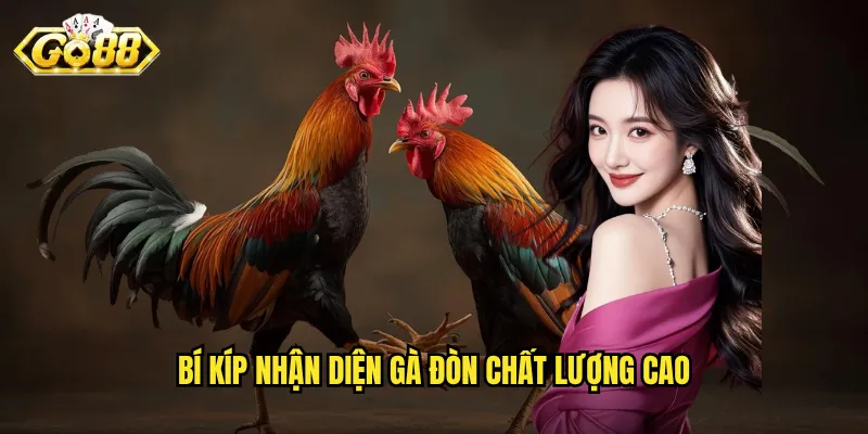 Đá gà Đòn Go88 - Nghệ Thuật Chiến Đấu Với Những Đòn Quyết Định 3 Bí kíp nhận diện gà đòn chất lượng cao