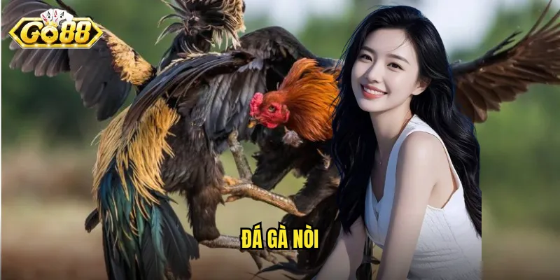 Đá Gà Nòi Go88 - Trận Đấu Của Những Dòng Gà Thuần Chủng 1 đá gà nòi