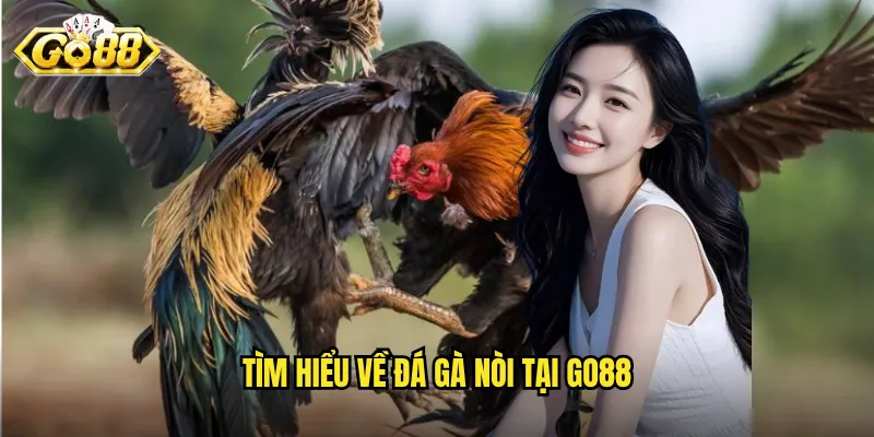 Đá Gà Nòi Go88 - Trận Đấu Của Những Dòng Gà Thuần Chủng 2 Tìm hiểu về đá gà nòi tại Go88
