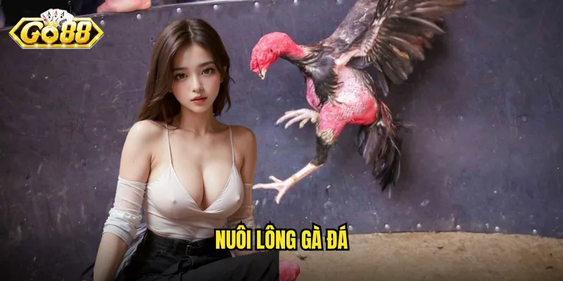 Nuôi Lông Gà Đá Go88 - Bí Mật Tạo Nên Chiến Binh Hoàn Hảo 1 nuôi lông gà đá