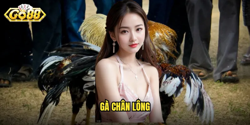 Gà Chân Lông Go88 - Dòng Gà Đặc Biệt Với Sức Mạnh Ấn Tượng 1 gà chân lông