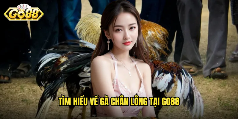 Gà Chân Lông Go88 - Dòng Gà Đặc Biệt Với Sức Mạnh Ấn Tượng 2 Tìm hiểu về gà chân lông tại Go88